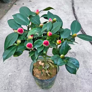 ����ɽ�軨���Ԏ�������ɫ�൤���ܾGֲ���҃ȝ����͘����ļ��_��