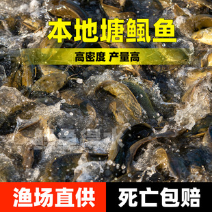 �������X���S���X�����T�~�������~�������X�~����ʭ������ˮ�~��