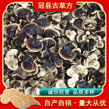 现货小金边灵芝不苦网红小香芝泡水煲汤产地直发香味十足