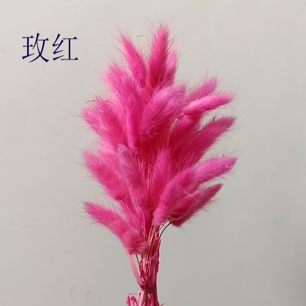 Hierba de cola de conejo flor seca hierba de cola de conejo blanco un montón de 50 piezas