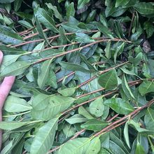 2月早茶耐寒龙井43号茶苗白毫早裸根销售中正宗乌牛早茶苗