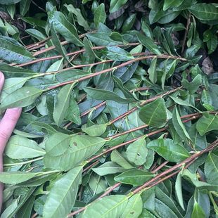 2������ͺ�����43̖����׺�������N�������ڞ�ţ�����