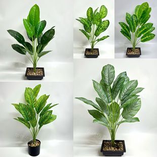 18^˽ G}~ ֲ ָzƬ~ ҃ȷGֲ