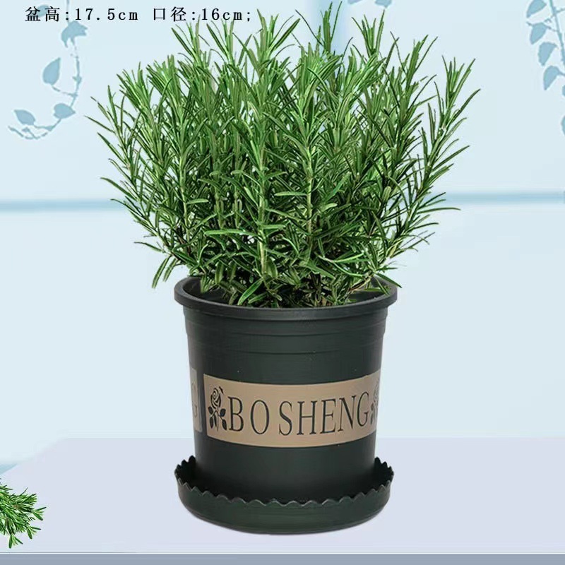 Pot