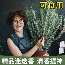 迷迭香牛排用盆栽可食用绿植物苗花卉室内阳台百里香薄荷香草驱蚊