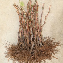 葡萄树苗阳光玫瑰蓝宝石庭阳台院种植果树带土盆栽南北方葡萄树苗