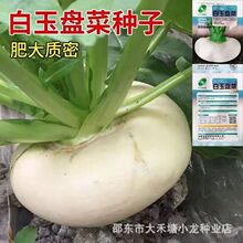 白玉盘菜种籽温州盘菜头可大头菜芥菜种子农家秋冬季种孑