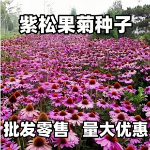 ���ɹ��շN���ļ��׻���������F�����ͺ��ͺ�ؚ��͟��ɹ��ջ���