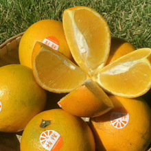 雲南哀牢山高原新鮮水果皮薄味甜汁多勵志橙散裝褚橙新鮮水果褚橙