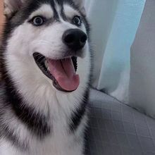 批发哈士奇犬幼犬活体宠物狗狗雪橇犬中型护卫犬工作犬二哈幼崽