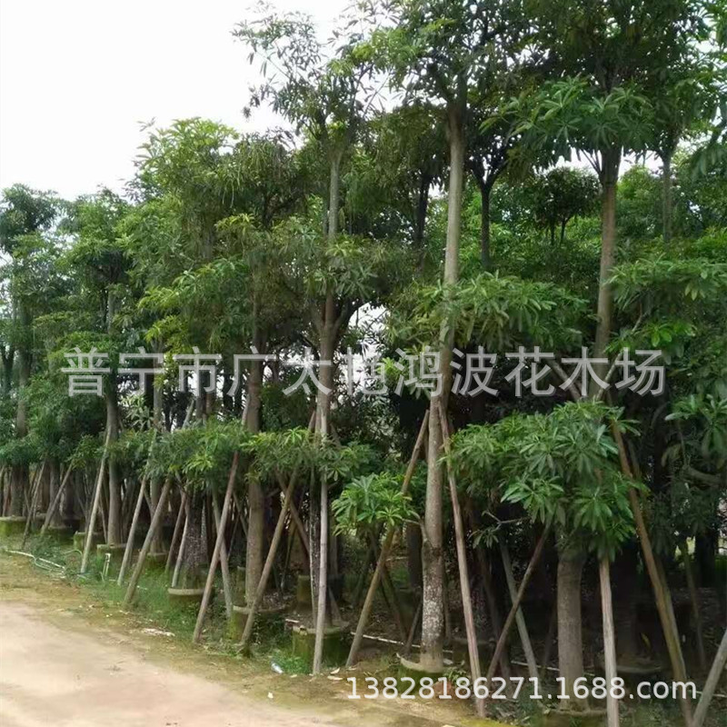 Puning Yanhongbo Flower and Tree Farm Spot Supply Pot Shelf 3-30cm Bags of Tree Fake Seedlings, Trees, Landscape Trees