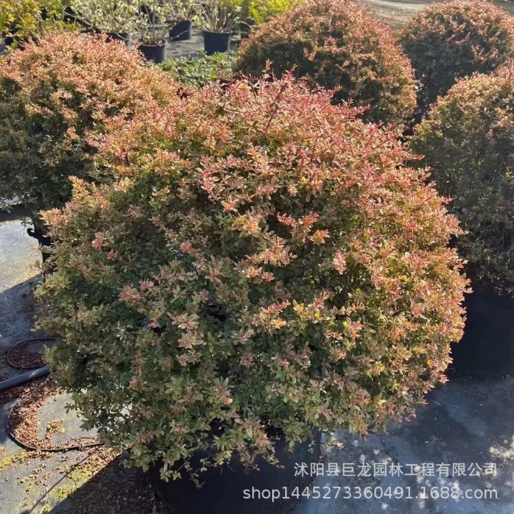 Основные поставки: ландшафтные саженцы, шары из шиповника, саженцы шиповника и декоративные растения для двора.