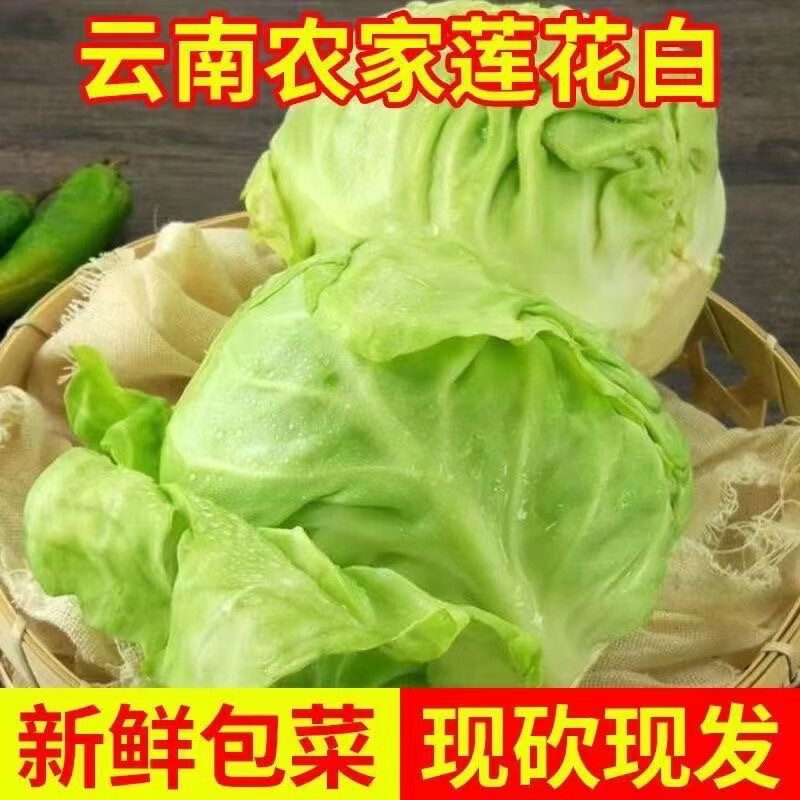 包菜新鲜圆包青绿卷心菜甘蓝莲花白农家自种现摘现发当季沙拉包邮