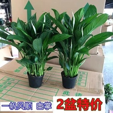 白掌盆栽一帆风顺水培植物办公室内花卉好水养的绿植红掌四季开花