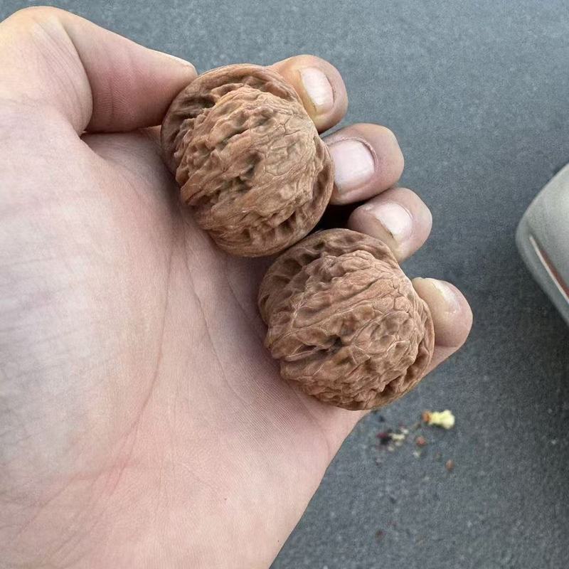 開背ヒキガエルの頭の文はクルミの低い杭を遊んで、先の古い木の延慶の金のヒキガエルの手は収集級の男女を遊んでクルミを遊びます。|undefined