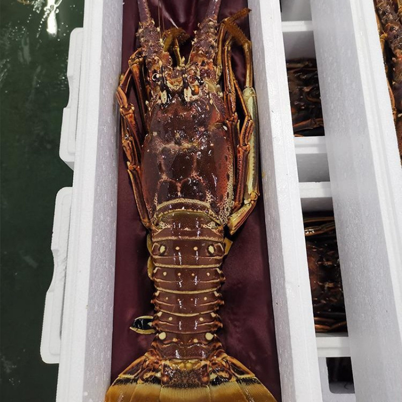 活冻小青龙龙虾鲜活大龙虾澳洲龙虾冰鲜海鲜水产冷冻古巴大虾顺丰