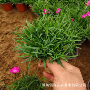 Wholesale European Stone Bamboo Cold-Resistant Perennial Roots Qingzhou Base Plug Seedlings Potted Plants with Long Flowering Period Perennial Roots