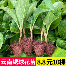 ���ֱ�l������С��10���b�o�M���ļ��_���҃��̨����ֲ�ﻨ��