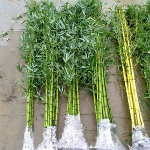 �� ͥԺ�G���ͺ�С���� �ļ����������� ���جF�ڰl؛������