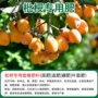 有机微量元素盆栽有机肥