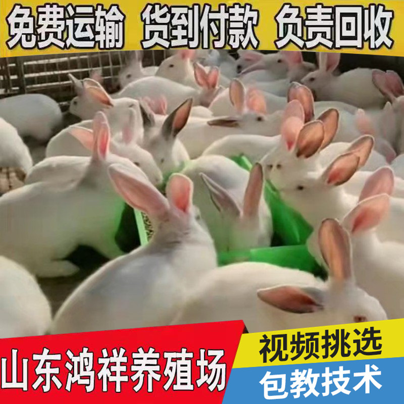 conew_u=4221094851,3032067704&