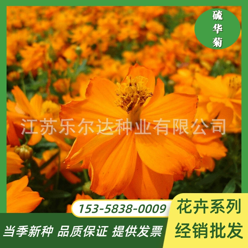 Оптовые виды цветов хризантемы серы Желтая и осенняя комбинация британских полевых цветов Four Seasons легкая посадка садовые цветы цветут непрерывно