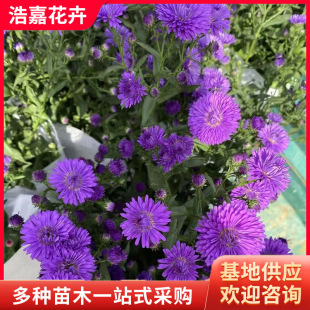 Danish Aster National Day Chrysanthemum Red Flower Potted Thousand-Headed Chrysanthemum National Day Garden Flowers Greening Florals Grass Florals