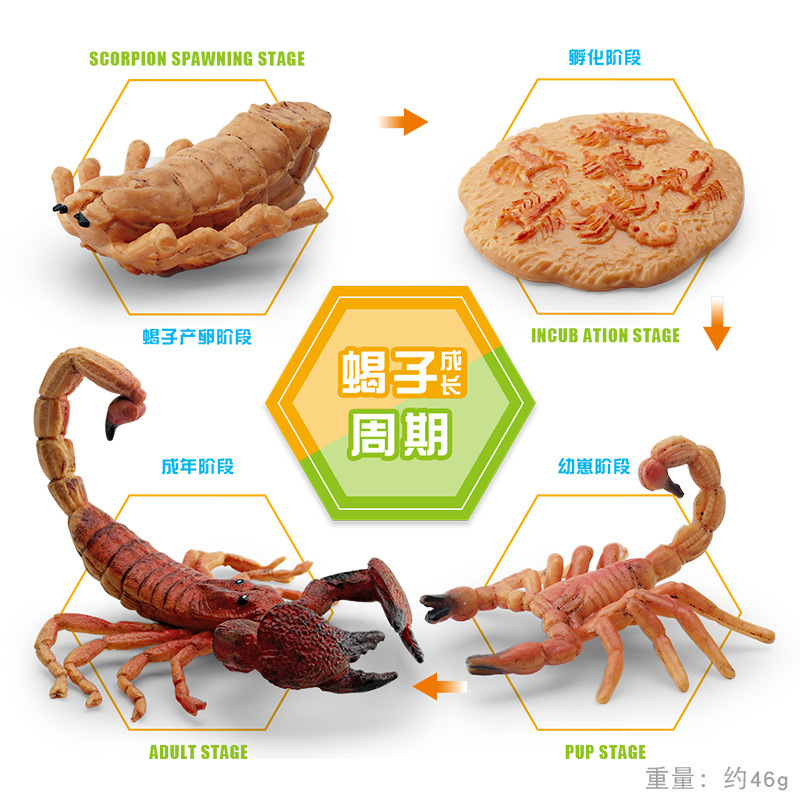 Simulación transfronteriza modelo de ciclo de crecimiento de insectos escorpión proceso de transformación de crecimiento de escritorio estático animal adornos juguetes