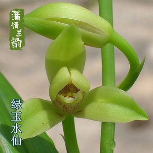 Orchid Seedlings Jianlan Green Jade Narcissus Orchid Seedlings with Buds in Summer and Fragrant Four-Season Flower Plants Potted Plants