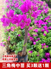 三角梅盆栽小苗树苗云南紫爬藤重瓣带原土绿樱庭院勤花阳台耐批发