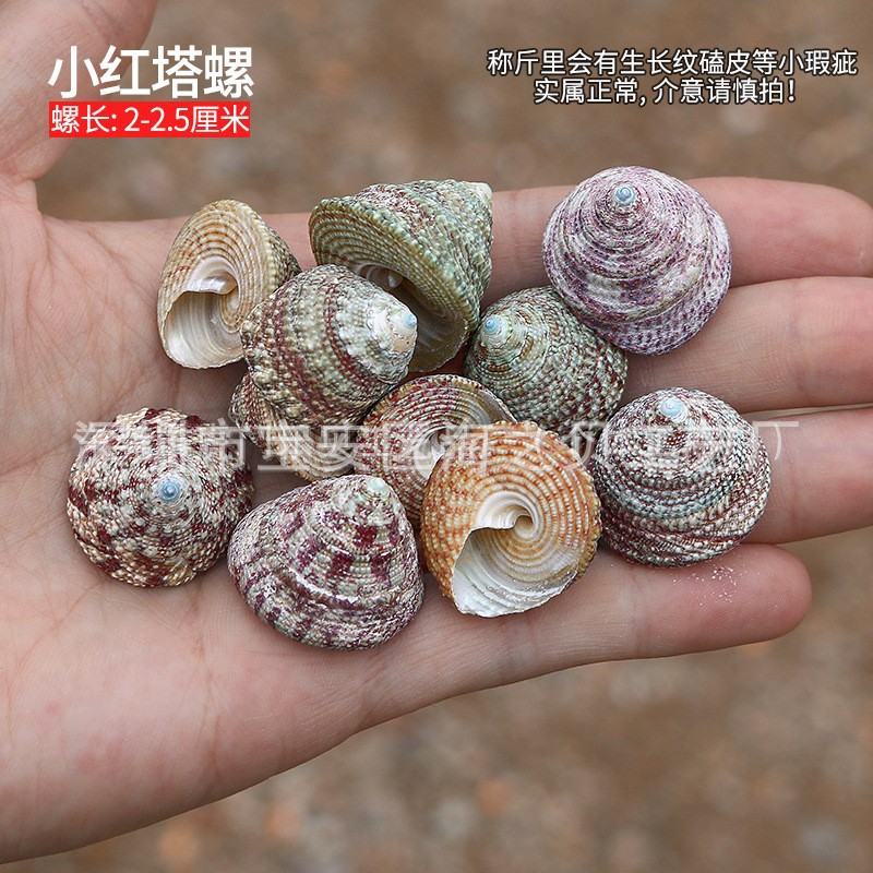 Concha Daquan natural con cera de pescado, materiales decorativos mediterráneos DIY al por mayor