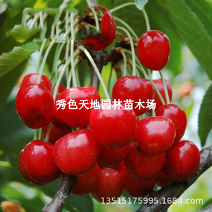 �޽��������h���Ҙ���܇���ә����籱�Ϸ�ͥԺ�Nֲ����Y��������