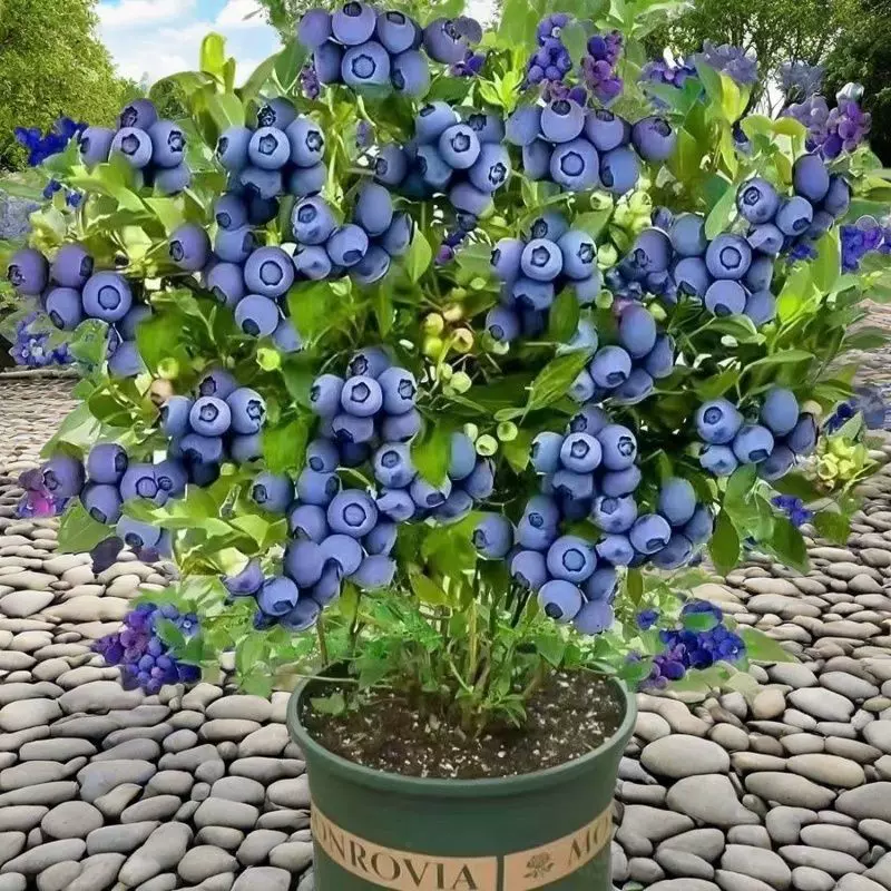 蓝莓树果苗盆栽地栽南北方种植耐寒阳台四季兔眼特大果蓝莓苗果树