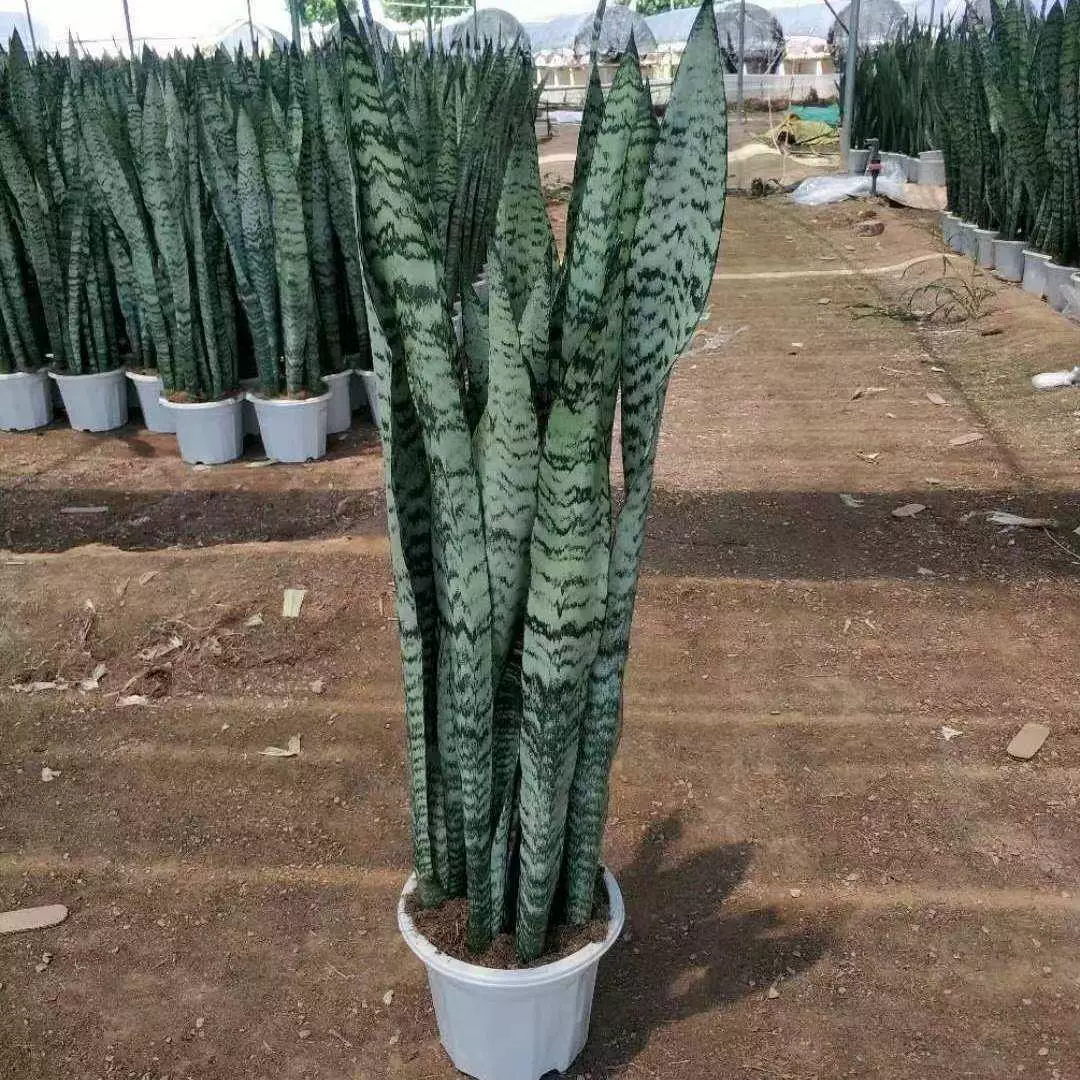 Большой тигровый пилан горшечное растение серебристая пшеница тигрового хвоста зеленая посадка гостиной
