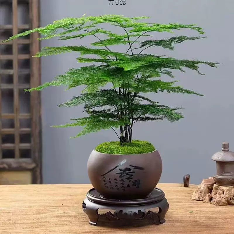 文竹盆栽盆景植物室内客厅花卉办公室桌面绿植好养四季常青大盆栽