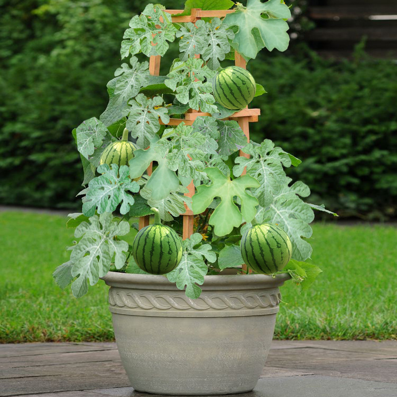 Balcony Potted Small Watermelon Seeds Green Skin Red Soil Yellow Soil Ornamental Fruit Thin-Skinned Melon Seeds Original Packaging Authentic