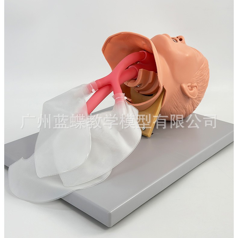 �߼���ͯ���ܲ��ģ�� ���׻��� ����ģ�� ���׼���ѵ��ģ��15/3