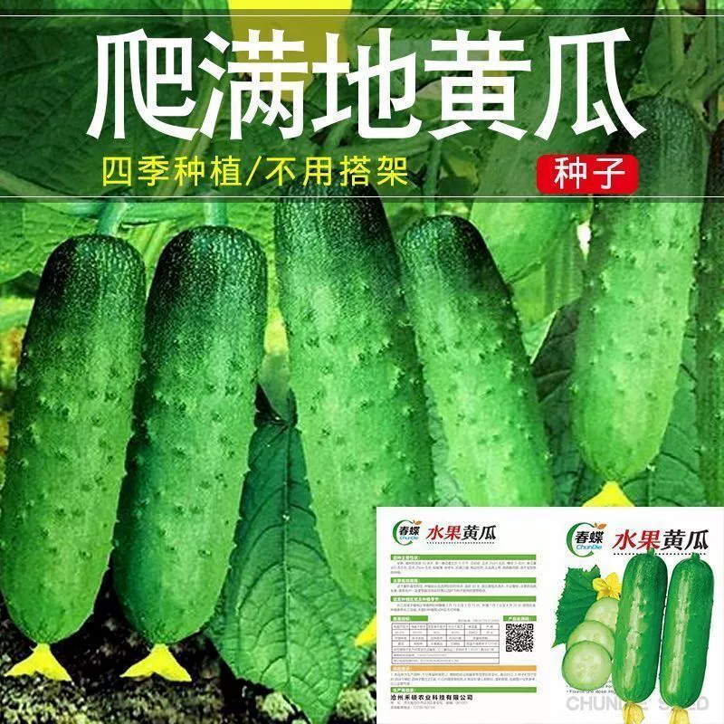 Фрукты Семена огурцов Высокоурожайные семена Daquan Балкон Овощи Легкие результаты выживания Теплица Семена овощей Четыре посева