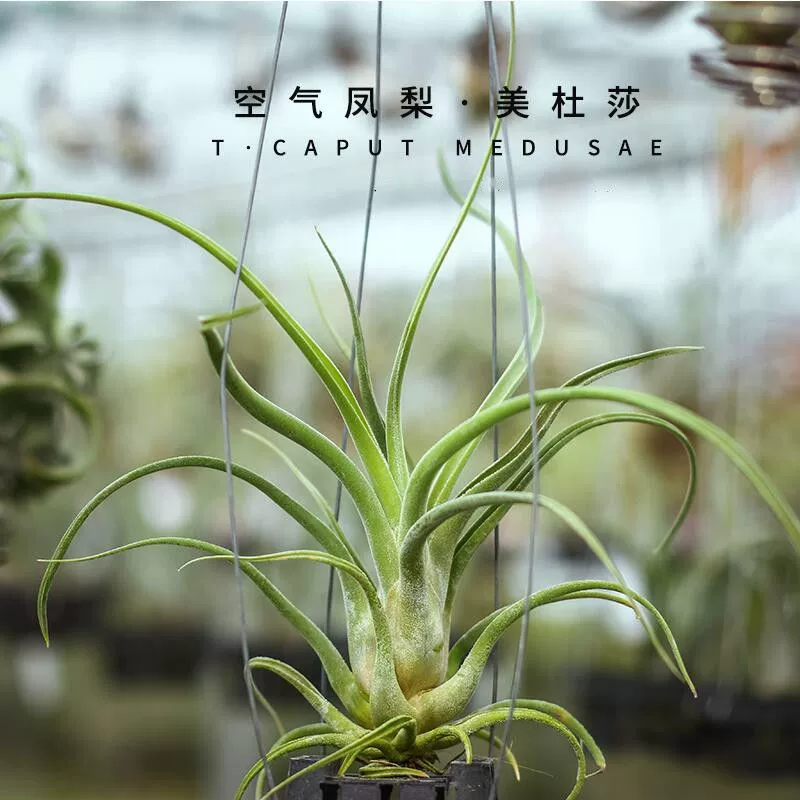 Гигантское ленивое растение «Медуза» в горшке, не требующее почвы, для дома, зеленое растение, поглощающее формальдегид, для садоводства в бутике.