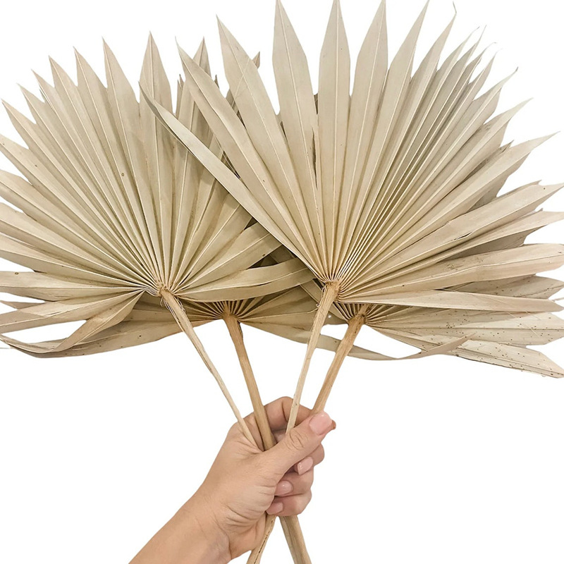 Natural Guanyin Fan Dry Flower Leaf Fan Palm Palm Polyna Sunflower…