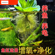 ˮܽ�ظ�Ƽˮ�~�؃���ˮ�|ֲ���������҃�������B�~�Nֲ�ŷ�