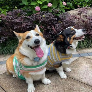 �nins���¿��؈����Ȯ��ë����ɫ�l�yӡ��T����ȫ�޶̿��