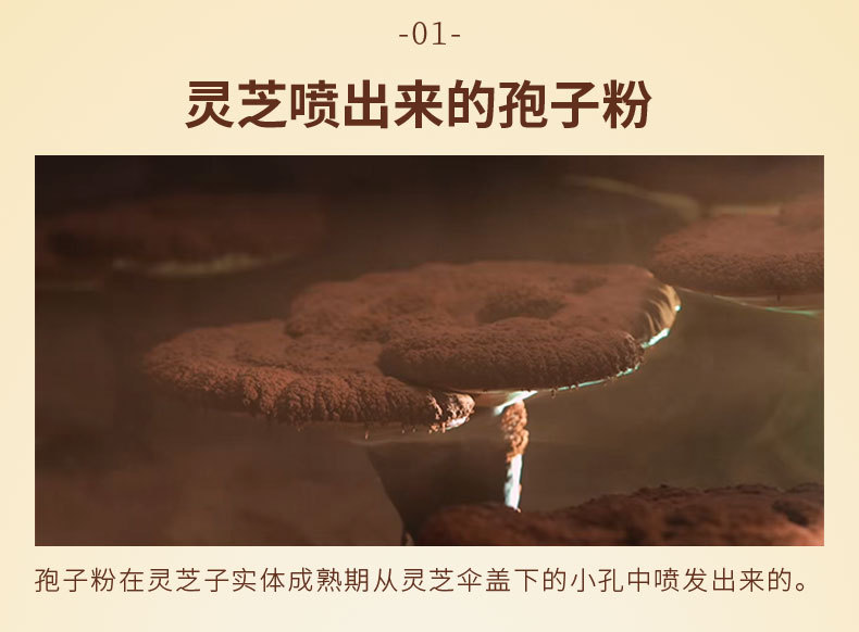 Reishi Mushroom Spore Powder 500g Bottle Ling Zhi Bao Zi Fen Cracked Wall Spores in use