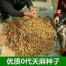 麻种植苗种子野生天麻花苗0代种新鲜现挖高产室内室外菌种麦太保