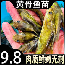 黄辣丁鱼苗四川重庆本地附近本地批发黄骨鱼黄鸭叫黄刺鱼淡水养殖