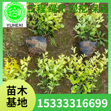 ��ɭŮؑ����ع����G����ľ�S�~Ůؑ�򹤳�С��ͥԺ���^ֲ�����l