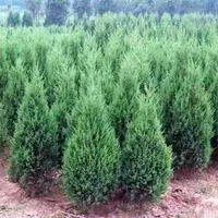 Саженцы кипариса, саженцы сосны, саженцы кипариса, саженцы Platycladus, саженцы Platycladus, вечнозеленые круглый год