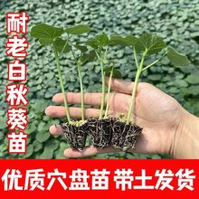 ���������G�����t����S����̨����¶��Nֲ�߲����������