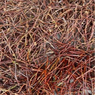 ɽ���uѪ���й�ԭ���й����Cԭ���ϴֶ�5֮7֮�g�����y؂�ԭ��