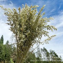 【干花燕麦】燕麦干花DIY小花束配花